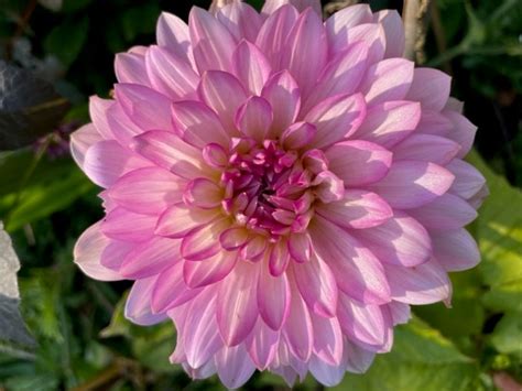 10 Beautiful Dahlias Chosen For You Gardening With Harmony