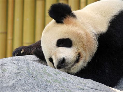 Panda Bear Sleeping On A Rock Image Free Stock Photo Public Domain
