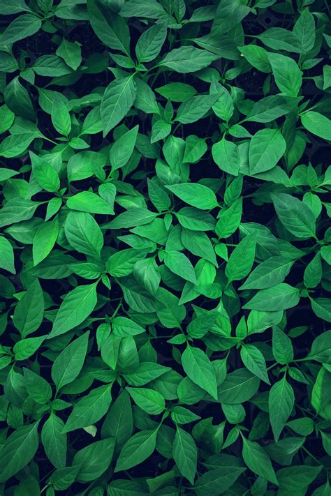 1000+ Green Leaves Pictures | Download Free Images on Unsplash