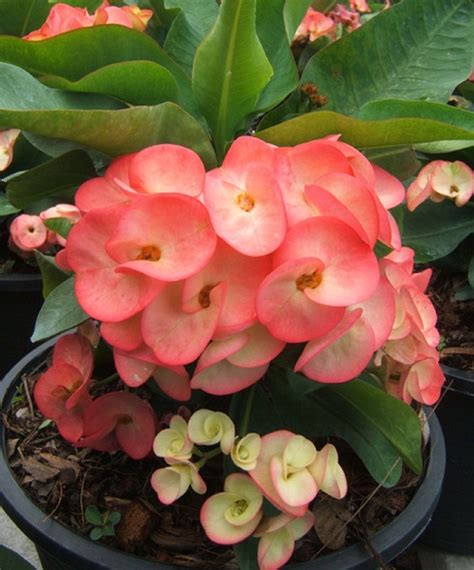 Cactus crown of thorns euphorbia cactis&succulents New! Crown of Thorns Euphorbia Milii THEP NAREE Corona de ...