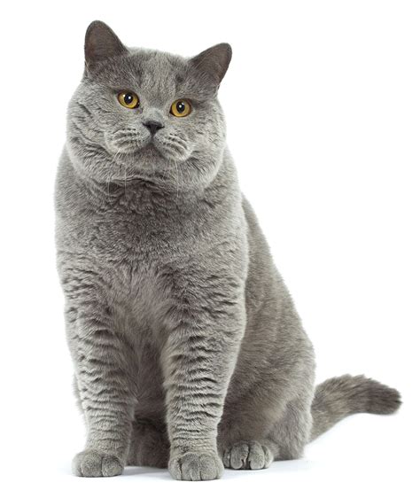 These are not noisy or pushy cats, although they greatly appreciate and accept affection when. British Shorthair History, Personality, Appearance, Health ...