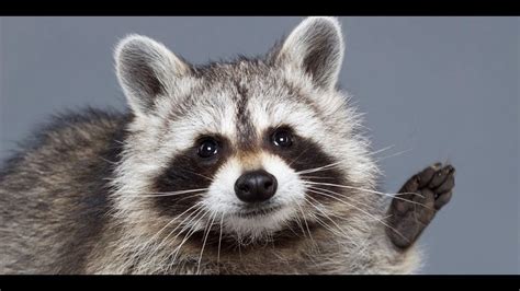 Cute Fluffy And Cheeky This Is The Raccoon Youtube