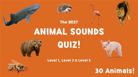 The Best Animal Sounds Quiz 3 Levels 30 Animals For Kids Schools