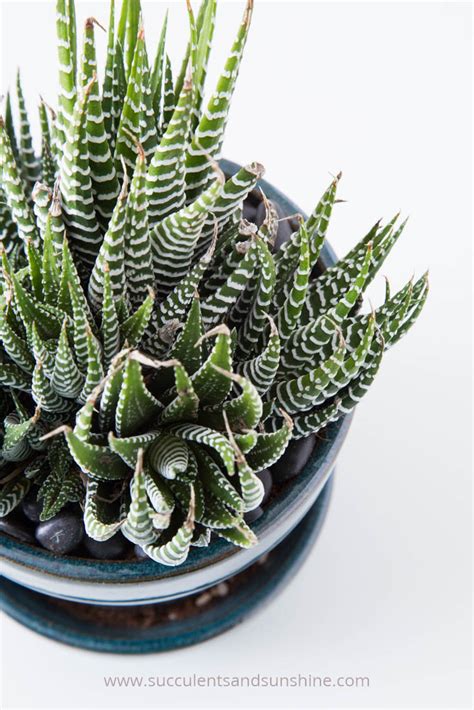 5 Things Youre Doing Wrong With Succulents Gardening