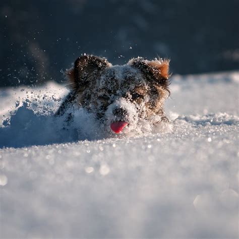 Pin By Jaclyn Soltner On Cute Winter Animals Snow Dogs Funny Dogs