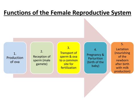 Female Reproductive System Functions Sec 2 Science E Portfolio