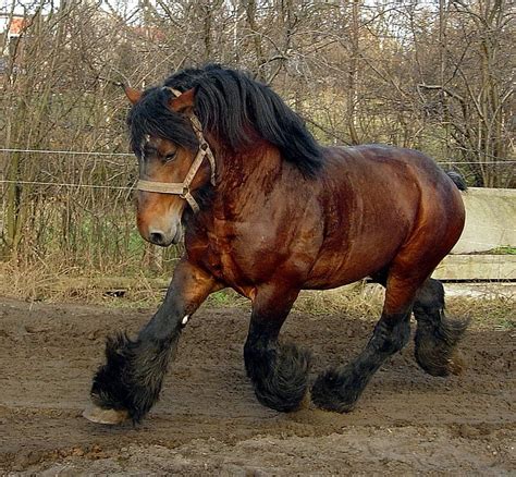 1290x2796px 2k Free Download Draft Horse Art Running Power