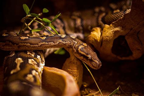 Burmese Python Care Sheet For Python Bivittatus As Pets Burmese