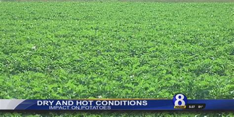 Dry Conditions And Hot Weather Impacting Potatoes