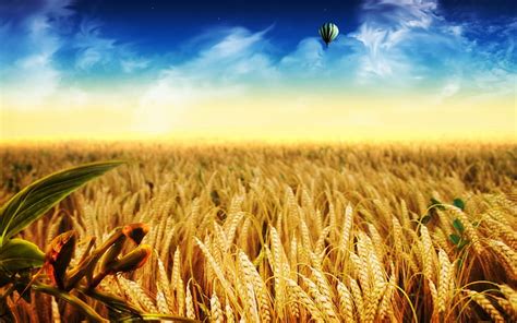 Hd Wallpaper Golden Wheat Fields Wallpaper Flare