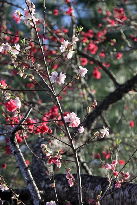 Flowering plum trees are very low maintenance plants that need minimal pruning. Southern Lagniappe: The Glory of a Peach Tree in Spring