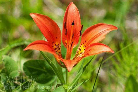 Prairie Lily Or Western Red Lily The Prairie Pixel Addict