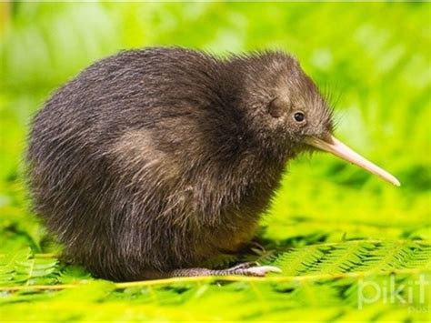 Ario kiwi fruit is a small fruit but delicious and rich of high nutrients, minerals, vitamins and etc. Do people in New Zealand have a different name for the ...