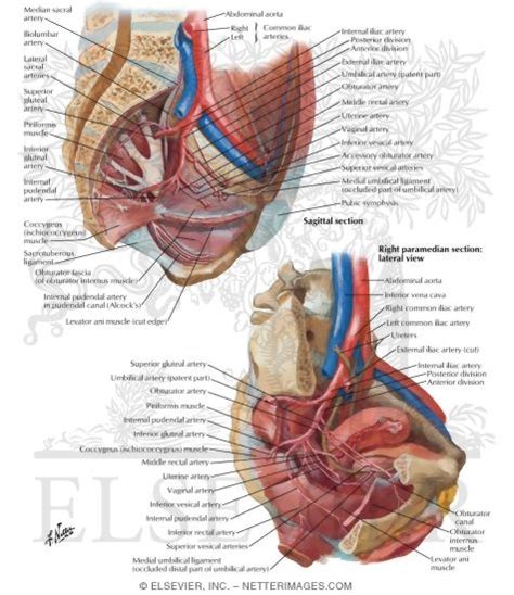 Arteries And Veins Of Pelvis Female Blood Supply Of Pelvis Ii