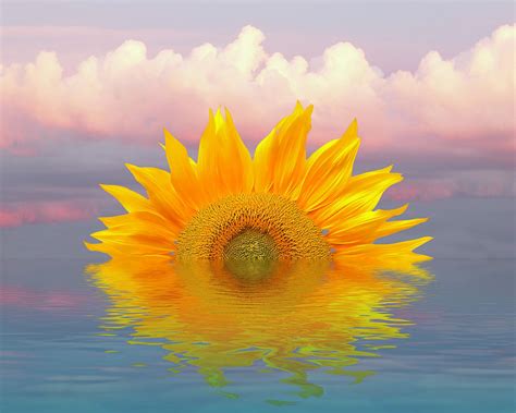 Sunflower Sunrise Reflections Photograph By Gill Billington