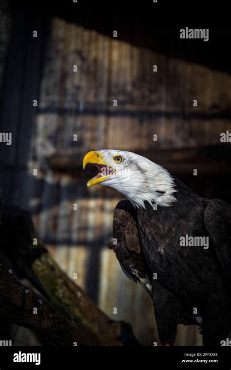 An Angry North American Bald Eagle On Black Background Stock Photo Alamy
