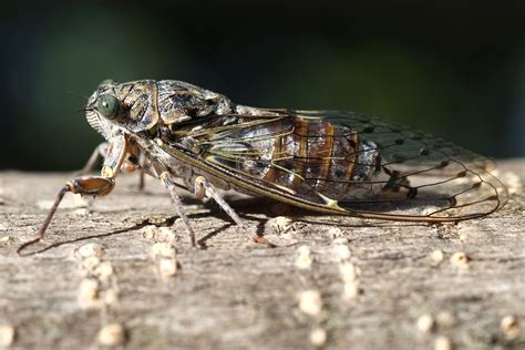 What You Need To Know About The Cicadas 1a