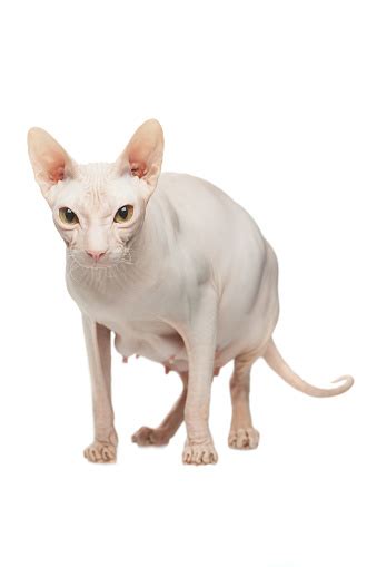 Pregnant Sphynx Hairless Cat Posing On A White Background Stock Photo