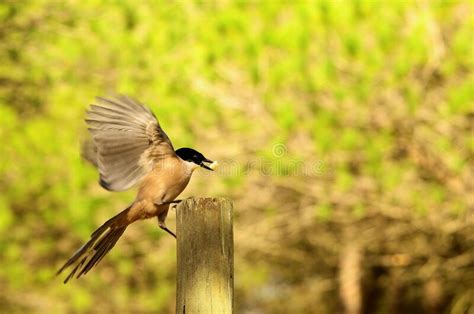 Wild Birds In Their Natural Environment Birds In Freedom Stock Image