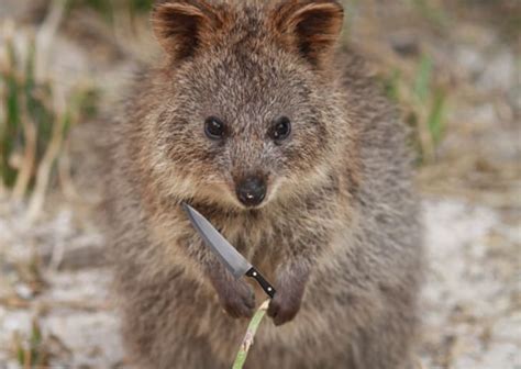 6 Things To Know About The Super Cute Quokka Mental Floss