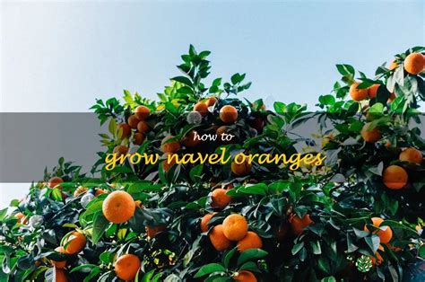 The Ultimate Guide To Growing Navel Oranges Shuncy