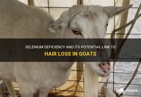 Selenium Deficiency And Its Potential Link To Hair Loss In Goats Shunhair