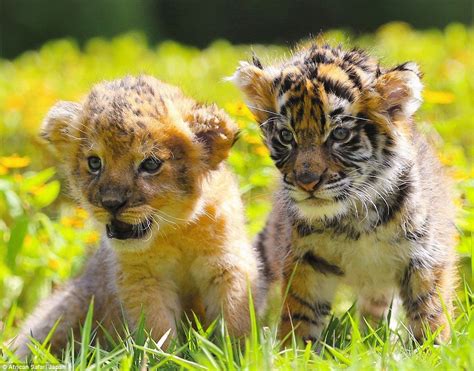 Adorable Photographs Show Inseparable Tiger And Lion Cubs In Southern Japan Daily Mail Online