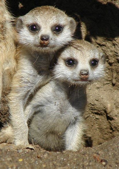 Super Super Cute Baby Meerkats Cute Animals Cute Baby Animals Meerkat