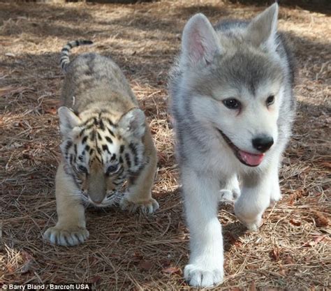 White Wolf Wolf And Tiger Babies Are Fast Friends And