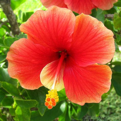 Planting annual flowers zone 6b. 65 best Tropical plants zone 6 images on Pinterest ...