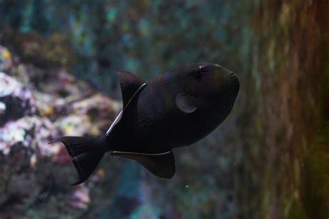 Black Triggerfish Churaumi Fish Encyclopedia Okinawa Churaumi
