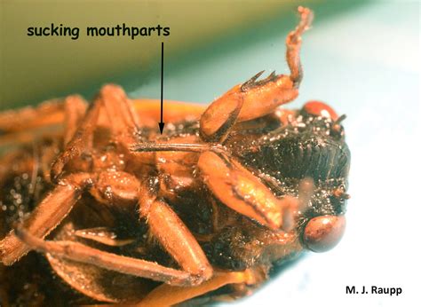 Are Cicadas Locusts Locusta Spp And Magicicada Spp — Bug Of The Week