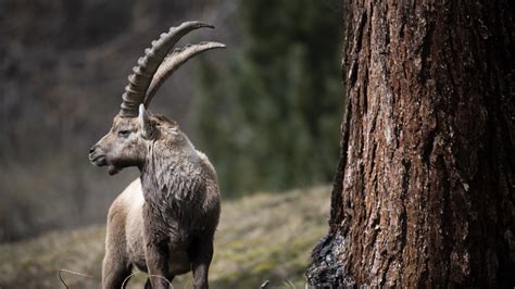 Foreigners Banned From Ibex Trophy Hunting Swi Swissinfoch