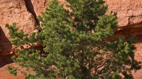 Meet The Pinyon Pine Tree