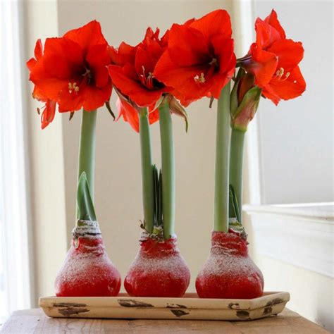 Maybe you would like to learn more about one of these? Amaryllis Red Lion Wax Dipped Trio | Plant centerpieces ...