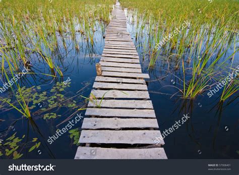 Rickety Wooden Bridge Across The Lake Overgrown With Reeds Stock Photo
