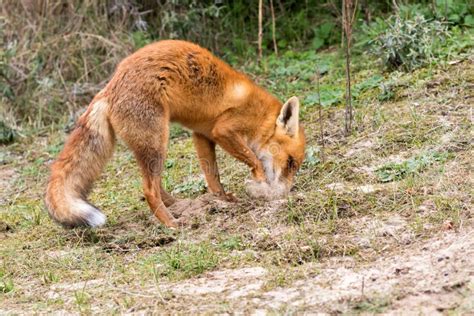Red Fox Stock Image Image Of Food Diging Hunting 59432527
