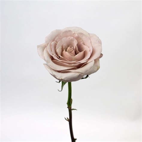 Wholesale Quicksand Ivory Cream Roses Bulk Rose Fiftyflowers