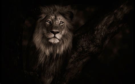 Black Lion Wallpapers Wallpaper Cave