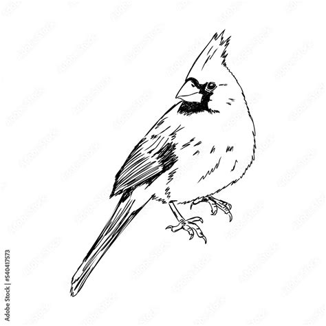 Cardinal Bird Sketch Vector Illustration Hand Drawn Red Cardinal Bird