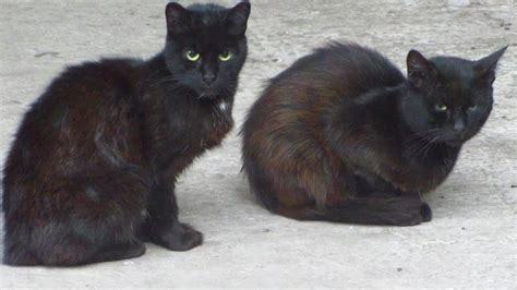 Two Black Cats Meow On The Street Youtube