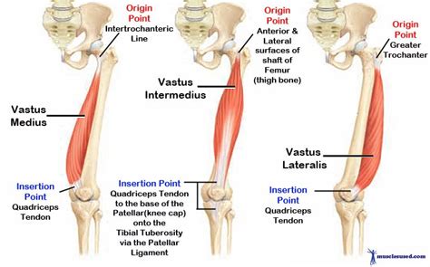 Muscle performance in neck pain online course: A New Muscle! Your Tensor of the Vastus Intermedius