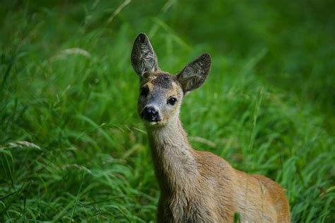 Roe Nature Park Animal World Animal Wild Mammal Forest Fawn