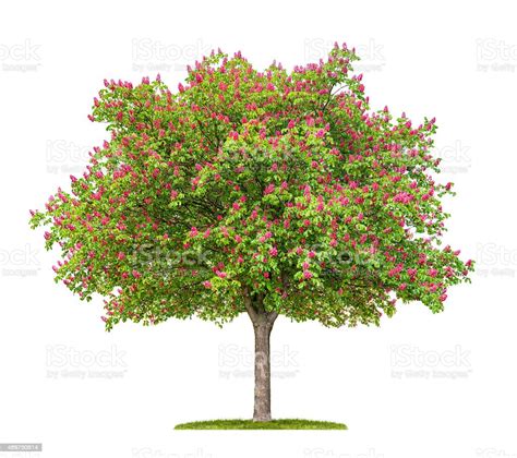 Isolated Blooming Red Horse Chestnut Tree Stock Photo Download Image