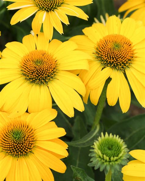 Echinacea Sombrero ‘lemon Yellow Imp James Greenhouses Perennial