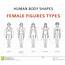 Human Body Shapes Female Figures Types Set Simple Line Design Stock 