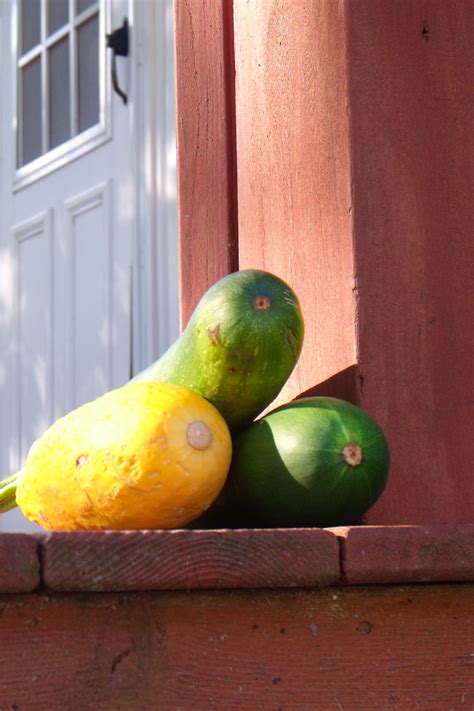 Whether you're growing your own zucchini in the garden. Zucchini Abundance — Seed Savers Exchange