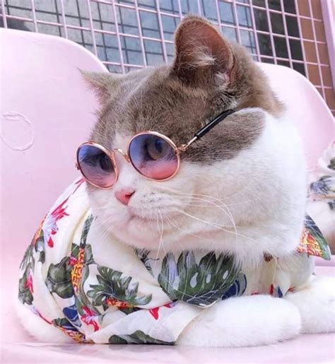 National Sunglasses Day Check Out These 5 Instagram Cats Sporting