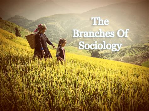 11 Branches Of Sociology Definition And Functions Mudabicara