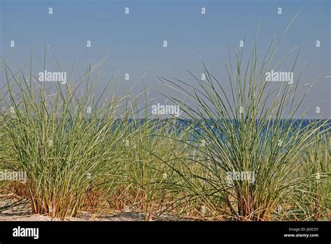 Grasses Dunes Dune Sandy Beach Seaweed Meadow Grass Lawn Green Sands